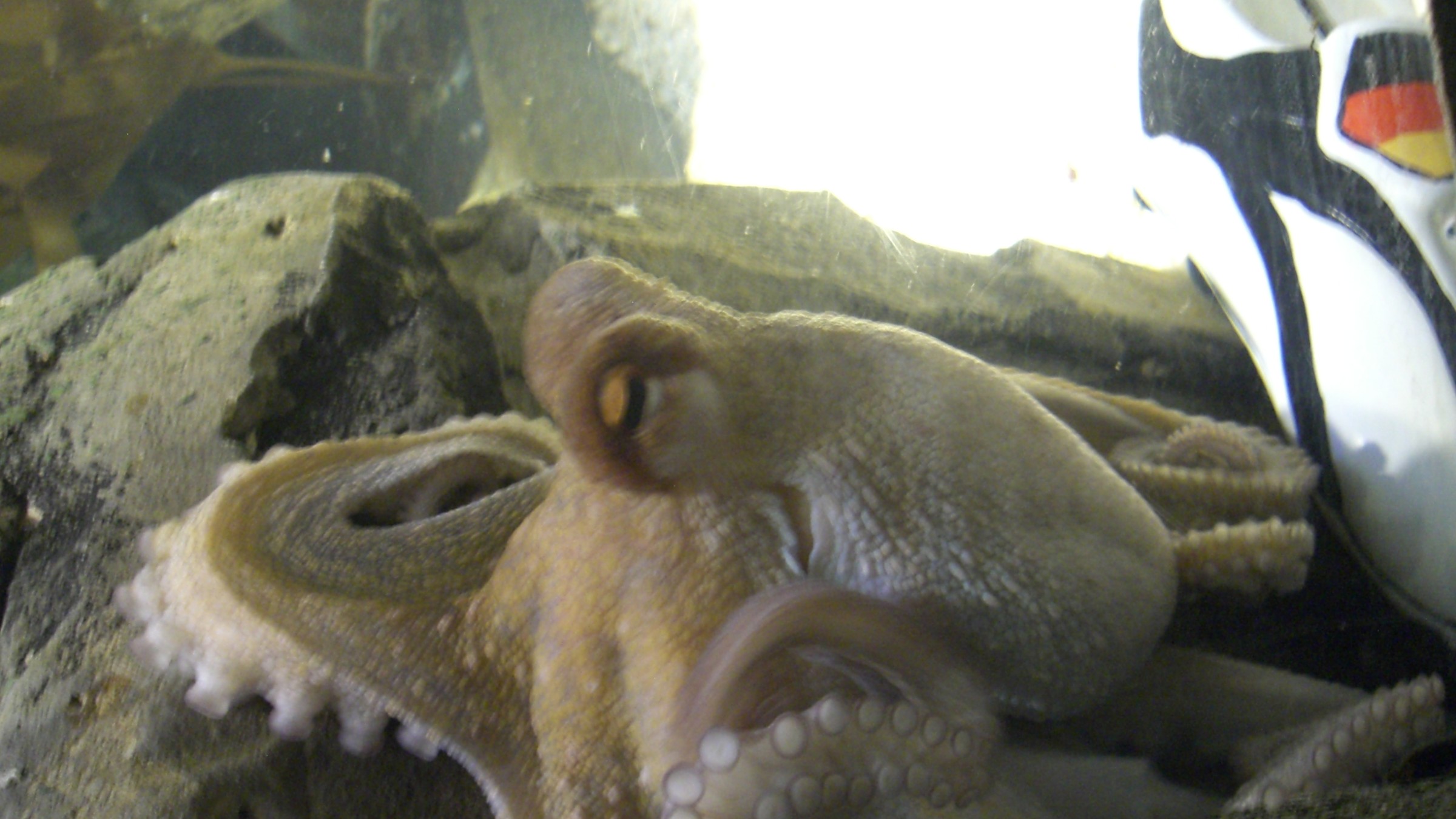 Paul the octopus in his tank at the Sea Life Centre in Oberhausen, Germany, with a German-flag-marked boot beside the glass.